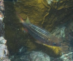 Neoniphon vexillarium