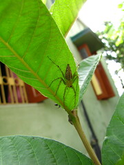Oxyopidae