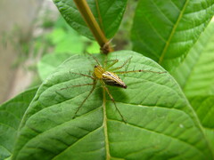 Oxyopidae