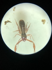 Chthoniidae