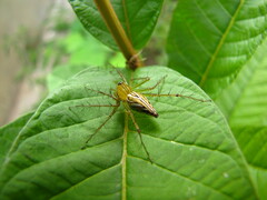 Oxyopidae