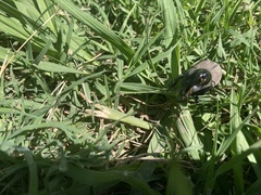 Diloboderus abderus