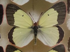 Colias palaeno