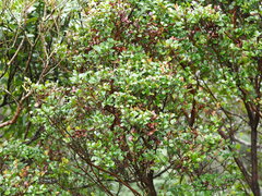 Syzygium elliptifolium