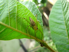 Oxyopidae