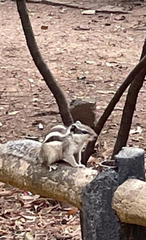 Funambulus pennantii