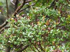 Syzygium elliptifolium