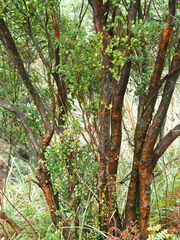 Syzygium elliptifolium