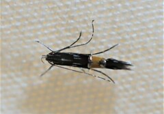 Cosmopterix