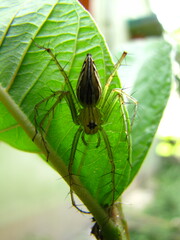 Oxyopidae