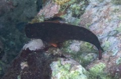 Ophioblennius macclurei