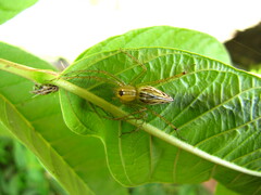 Oxyopidae