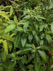 Litsea cubeba