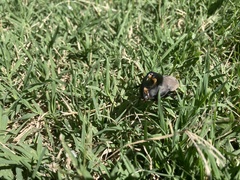 Diloboderus abderus