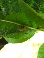 Oxyopidae