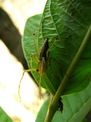 Oxyopidae