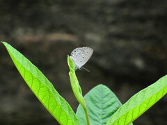 Polyommatinae