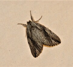 Ecnomodes sagittaria