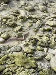 Gymnothorax pictus