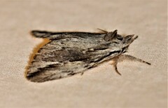 Ecnomodes sagittaria