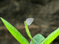 Polyommatinae