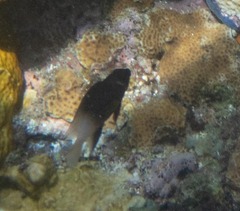 Stegastes partitus