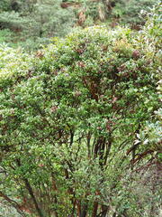 Syzygium elliptifolium