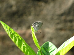 Polyommatinae