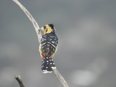 Trachyphonus vaillantii vaillantii