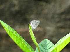 Polyommatinae