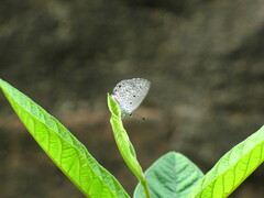 Polyommatinae