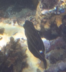 Stegastes partitus