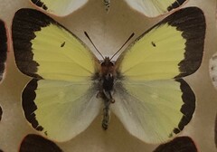 Colias palaeno