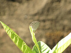 Polyommatinae