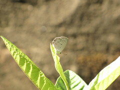 Polyommatinae