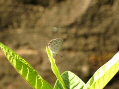 Polyommatinae