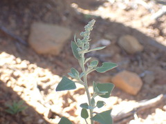 Chenopodium mucronatum
