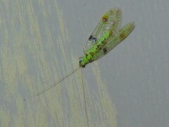 Glenochrysa