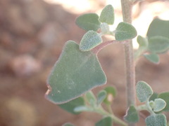 Chenopodium mucronatum