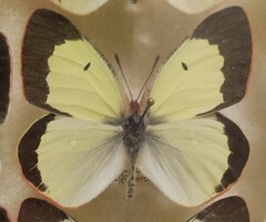 Colias palaeno