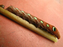 Lepidoptera
