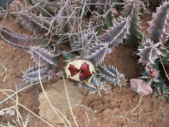 Huernia zebrina