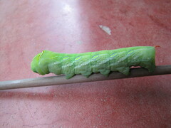Lepidoptera