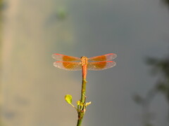 Brachythemis contaminata
