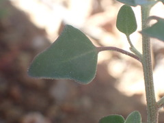 Chenopodium mucronatum