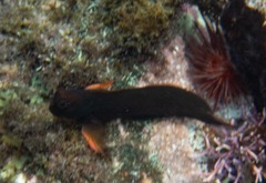 Ophioblennius macclurei