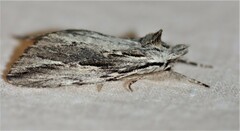 Ecnomodes sagittaria