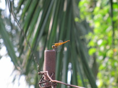 Urothemis signata