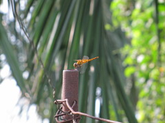 Urothemis signata