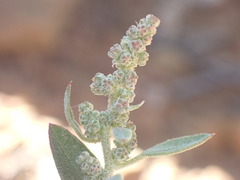 Chenopodium mucronatum